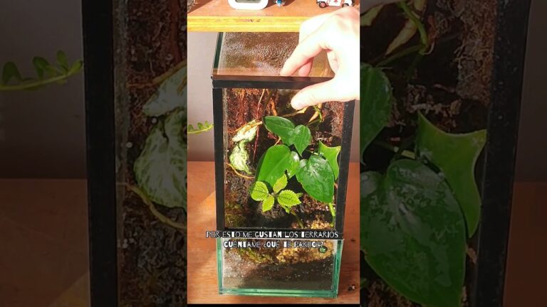 Beneficios de un Terrario: ¡Transforma tu Espacio con Naturaleza y Aleja el Estrés!