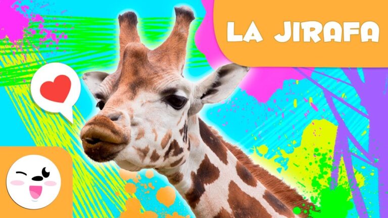 ¿Cuánto mide una jirafa? Descubre las impresionantes dimensiones de este majestuoso animal