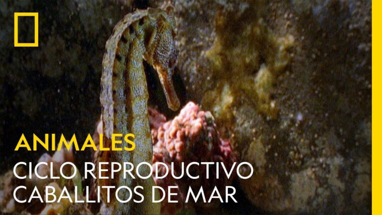 Reproducción del caballito de mar: Guía completa 2021